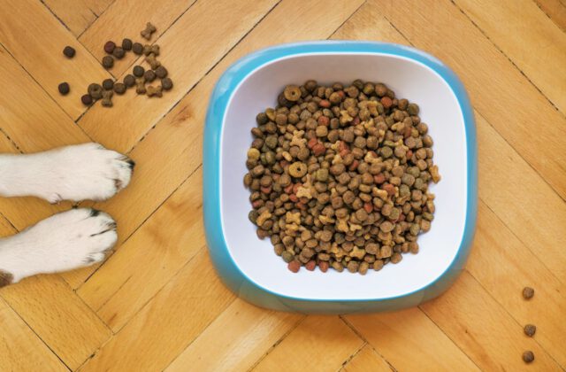 Canine & Feline Custom Nutrition Planning
