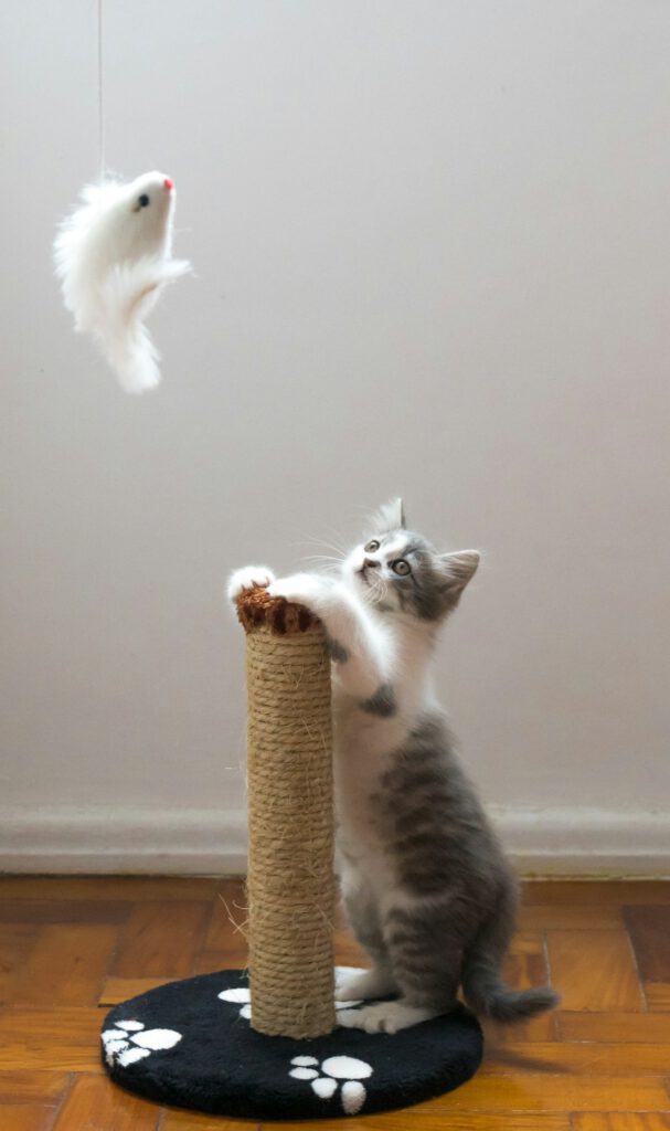 Cat & Dog Enrichment & Mental Stimulation
