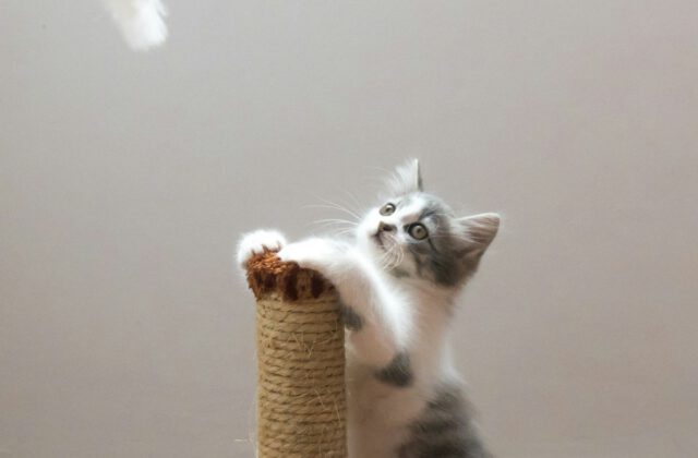 Cat & Dog Enrichment & Mental Stimulation