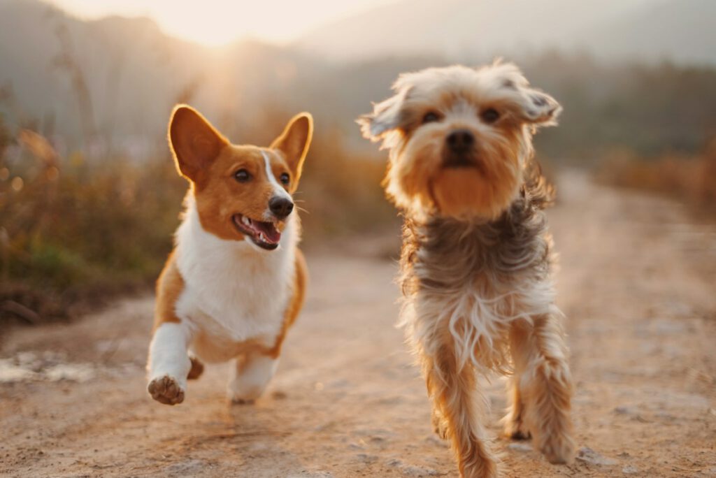 Comprehensive Pet Wellness Assessments