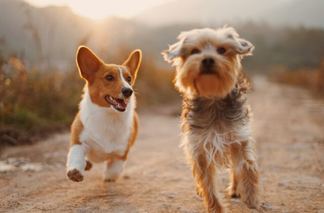 Comprehensive Pet Wellness Assessments