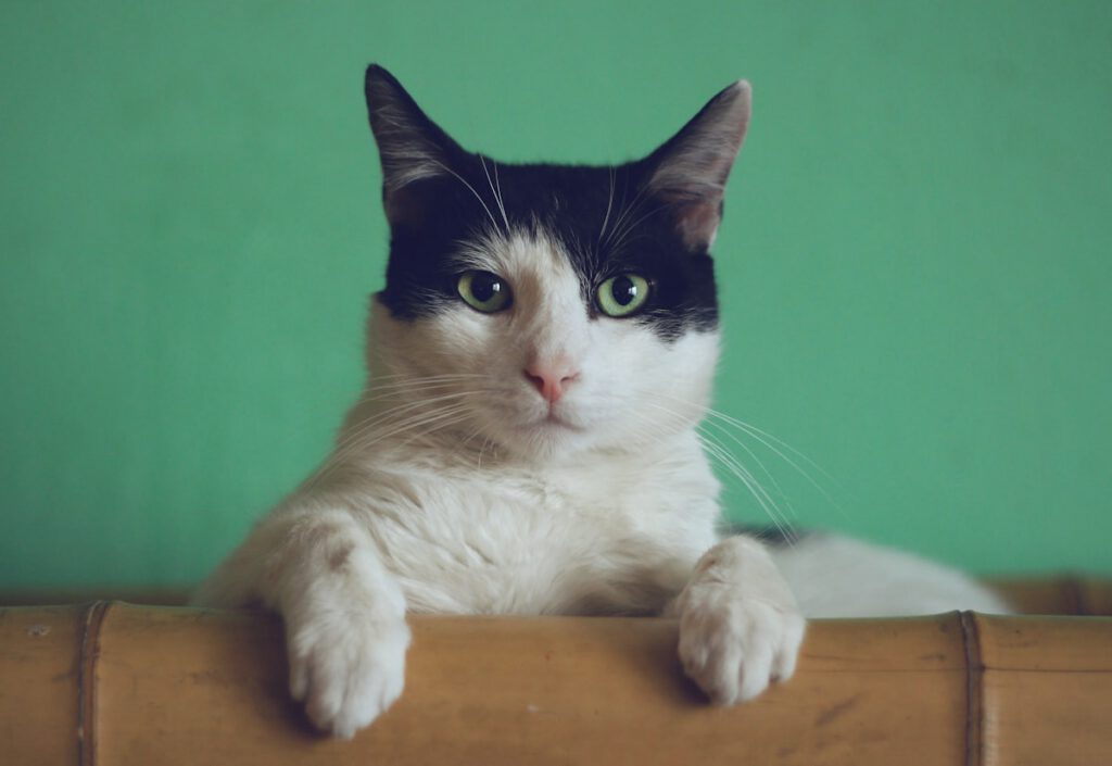 Creating an Indoor Enrichment Haven for Curious Cats