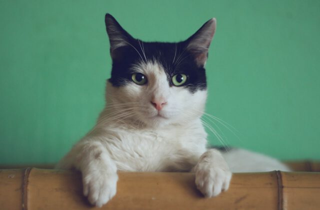 Creating an Indoor Enrichment Haven for Curious Cats