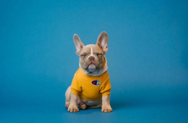 Pet Dental Hygiene & Plaque Education