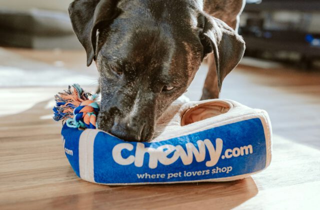 Seasonal Pet Safety: Keeping Dogs and Cats Comfortable Year-Round