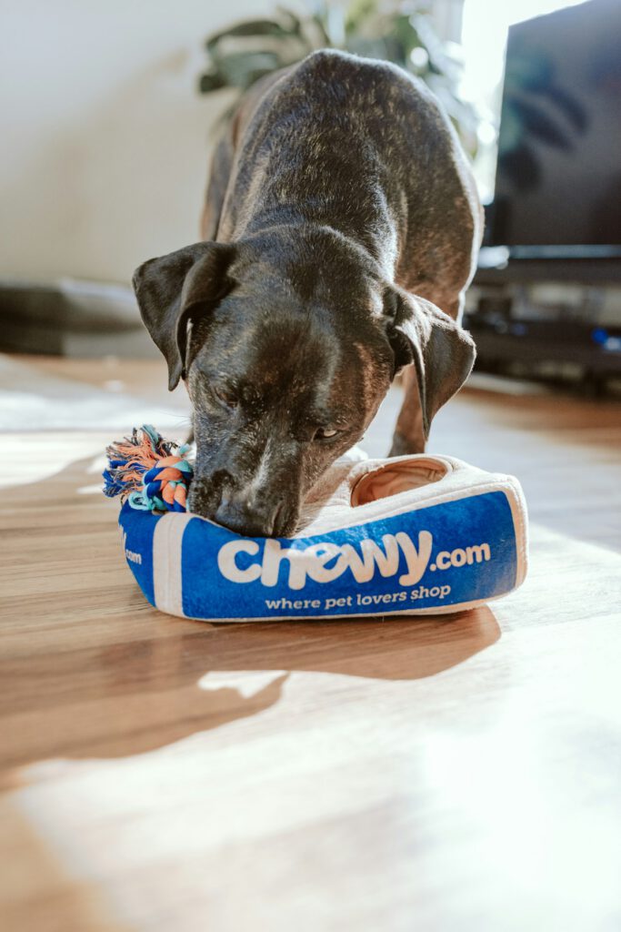 Seasonal Pet Safety: Keeping Dogs and Cats Comfortable Year-Round