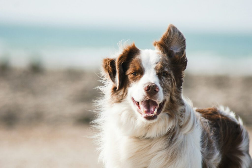 Setting Up a Low-Stress Pet First-Aid & Wellness Preparation Kit