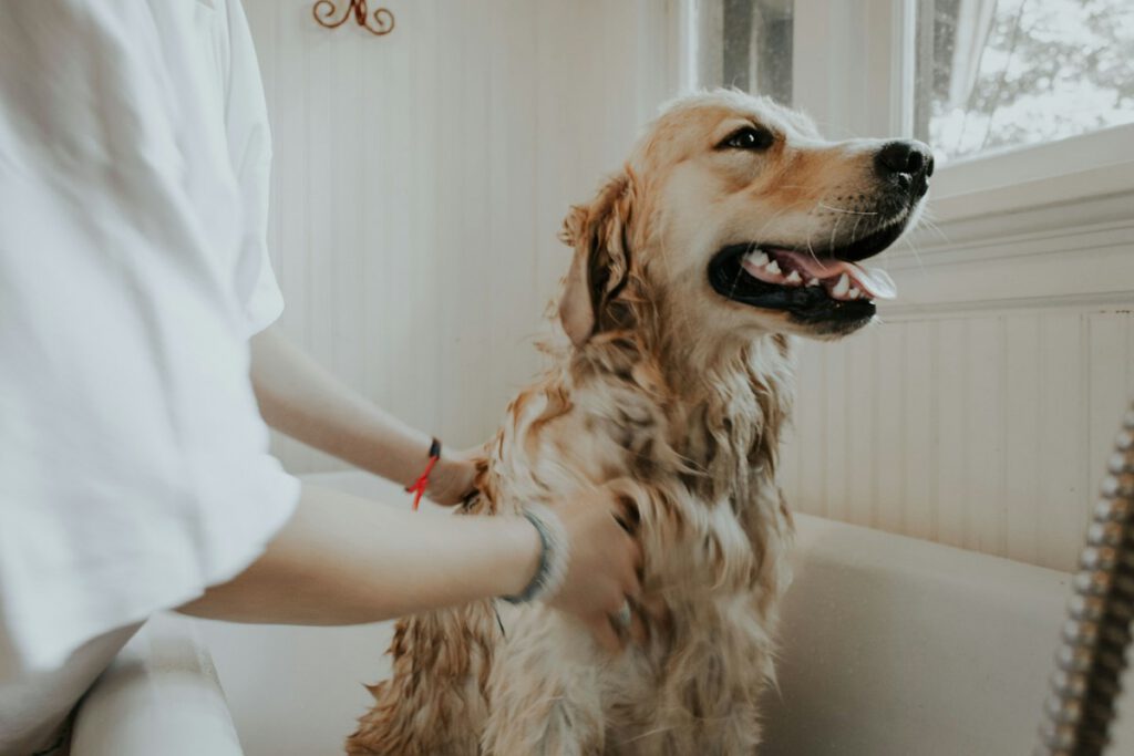 Stress-Free At-Home Grooming Education