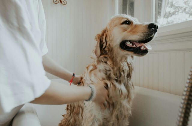 Stress-Free At-Home Grooming Education