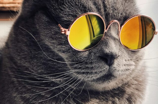 Understanding Pet Food Labels: Ingredients, Moisture, and Life Stages